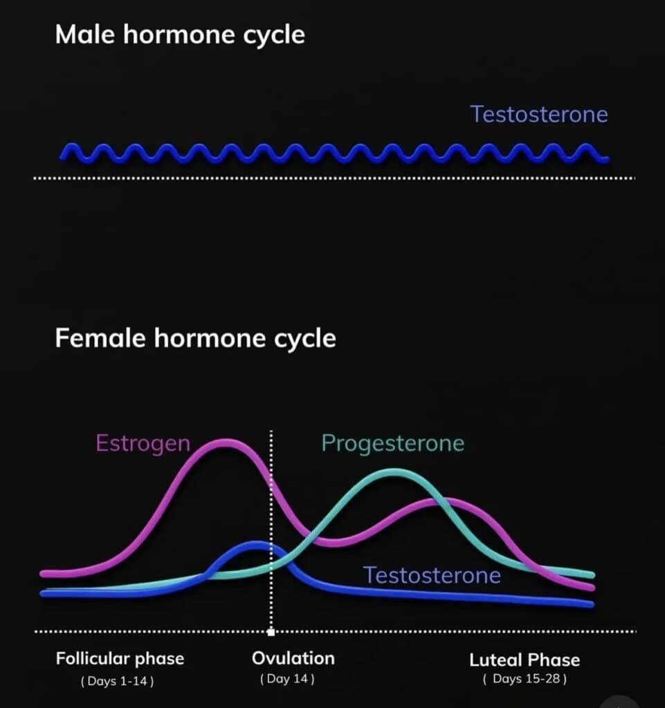 Hormone cycle chart showing male and female hormone fluctuations throughout the month.