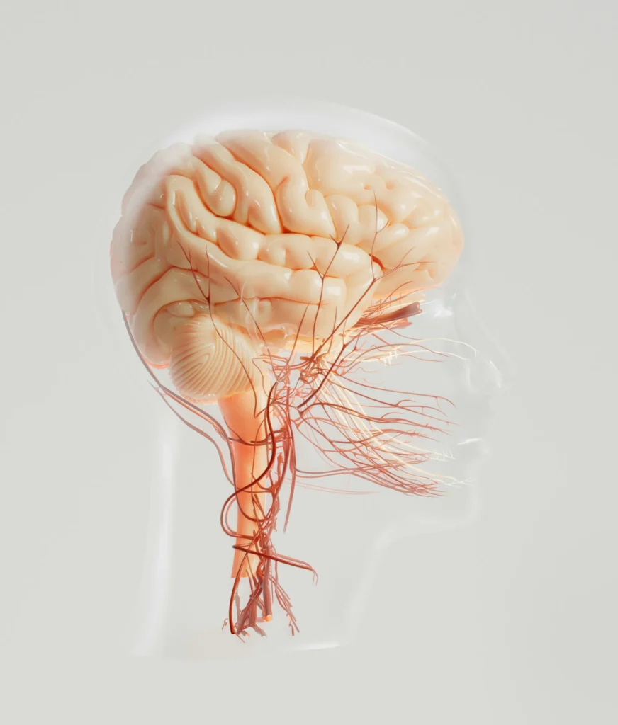 Side view illustration of the head and nervous system